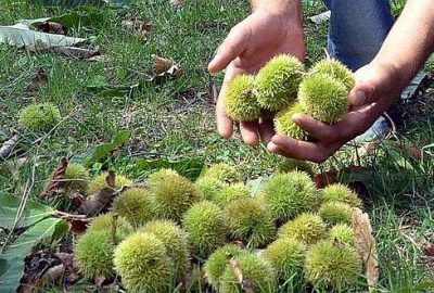 Kar yağışı kestane üreticisine umut oldu