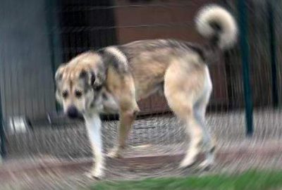 Köpeğine alkol içiren kişiye ceza