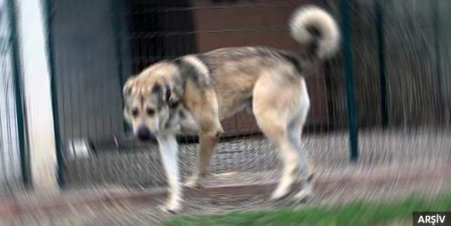 Köpeğine alkol içiren kişiye ceza Köpeğine alkol içiren kişiye ceza