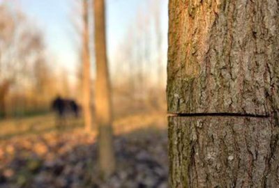 İhbar edene 25 bin lira ödül