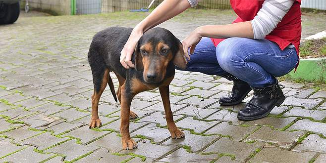Yıldırım’da sokak hayvanları üşümeyecek