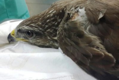 Yaralı Şahine Büyükşehir Şefkati