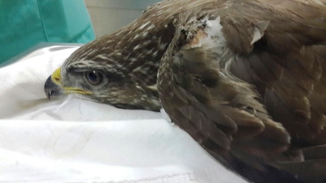 Yaralı Şahine Büyükşehir Şefkati