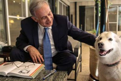 Köpeği misafirleri ısırdı