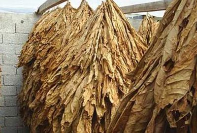 Tütün üretiminde belge bedeli arttı