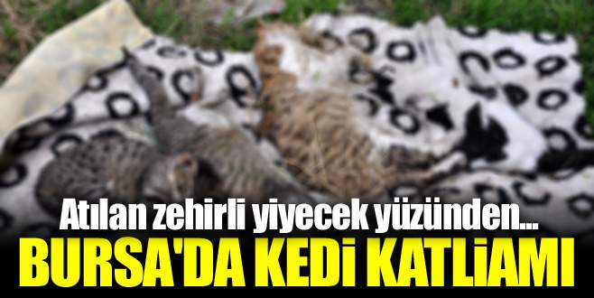 Bursa’da kedi katliamı