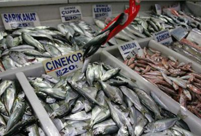 Çinekop balıkçıların yüzünü güldürdü