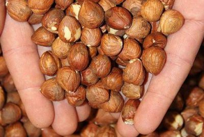 Fındık fiyatı yeniden yükselişe geçti