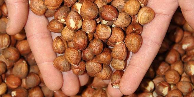 Fındık fiyatı yeniden yükselişe geçti