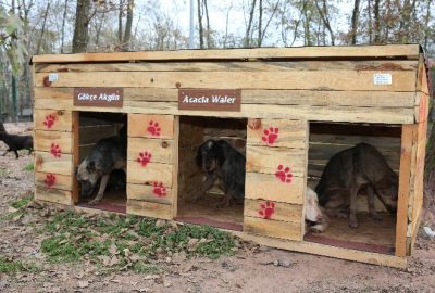 Adapazarı Belediyesi 11 Ayda 3 Bin Köpek Aşıladı