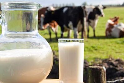 Süt üretimi arttı