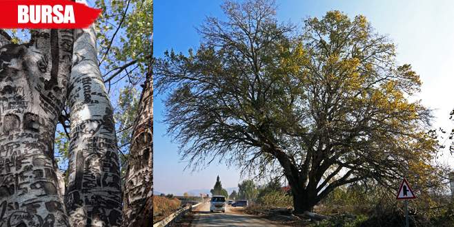 Künye ağacı tescilleniyor