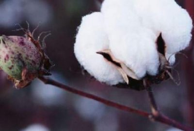 Pamuk tüketimi, üretimini geçti