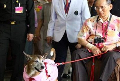 Kral’ın köpeğine hakarete 37 yıl hapis