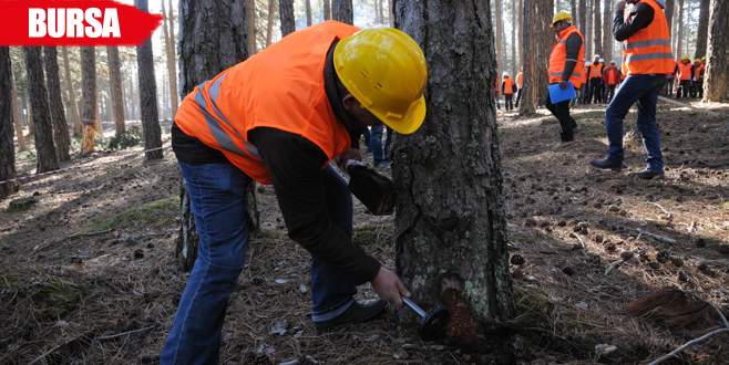 Ormanlar işte böyle gençleştiriliyor