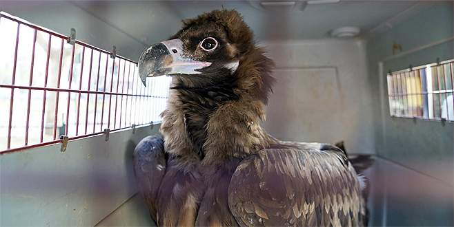 Kara akbabalar tedavi için Bursa’da