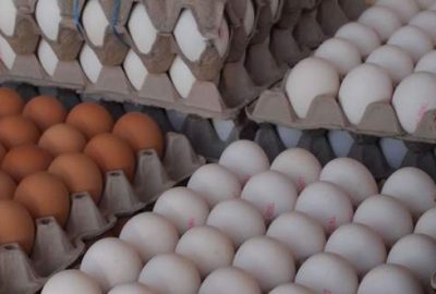 Yumurtada yeni dönem