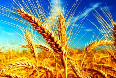 Buğdayda Rusya’ya mahkum değiliz