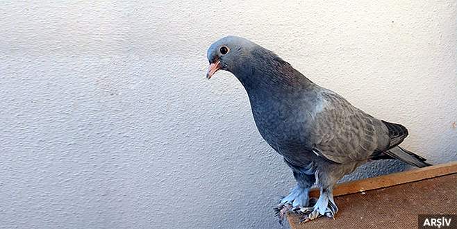 Bursa’da 12 bin liralık güvercin hırsızlığı