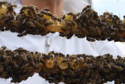 Arı sütünün sahtesine dikkat!