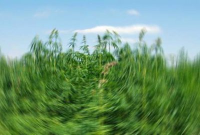 Sudan polisinden uyuşturucu kaçakçılarına darbe