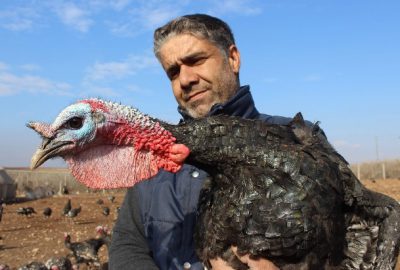 Organik Hindilerin Dişisi 80, Erkeği 100 TL’den Satılıyor