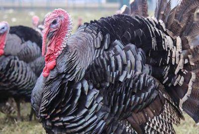 500 bin hindi kesilecek