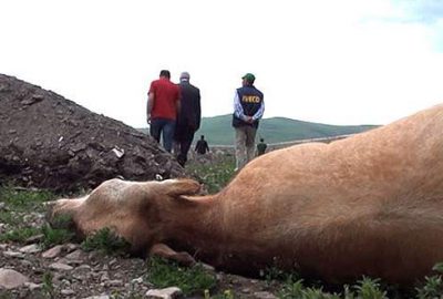 30 ilde şap karantinası