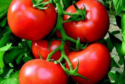 Domatesi Noel kurtardı