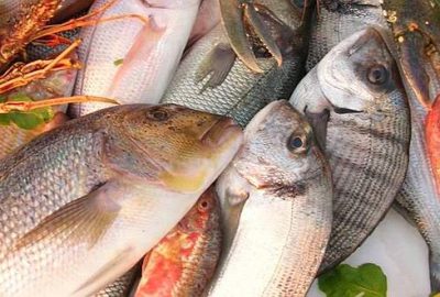 Avrupa’nın balığı Türkiye’den