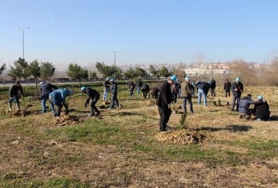 SASKİ, 480 Selvi Fidanı Dikti