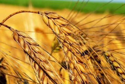 Rusya’dan buğday hamlesi