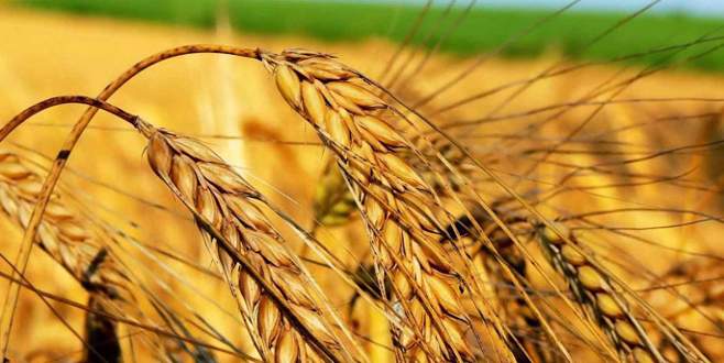 Rusya’dan buğday hamlesi
