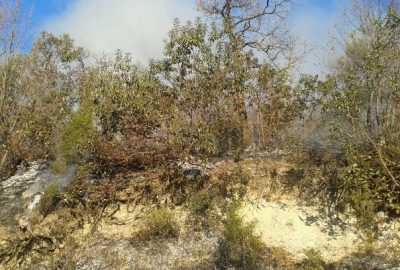 Meşelik Alandaki Yangını Orman İşçileri Söndürdü