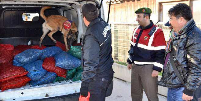 Narkotik köpeklerinin aradığı bu defa uyuşturucu değildi