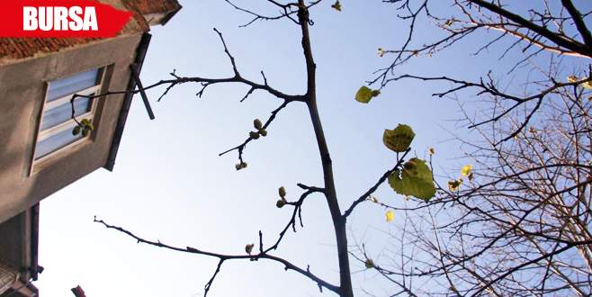 Görenleri hayrete düşüren dut ağacı