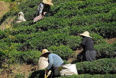 ÇAYKUR işçilerinin ikramiye alacakları ödendi