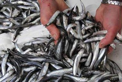 Hamsi fiyatını katladı! İşte sebebi!