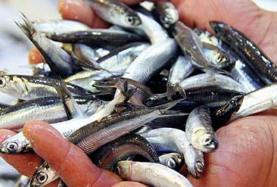 Hamsinin kilosu 15 liraya yükseldi