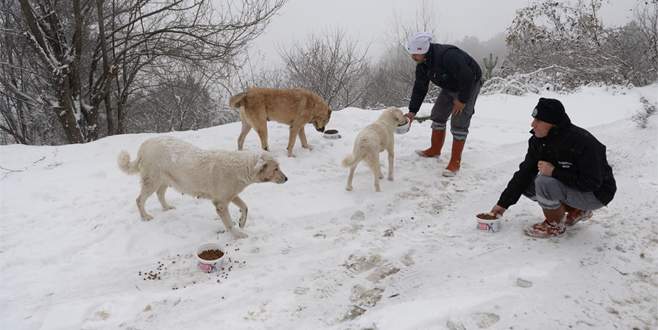 Uludağ’da karda aç kalan hayvanlara yiyecek 
