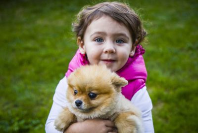‘Oyuncak ayı’ görünümlü köpeklere ilgi