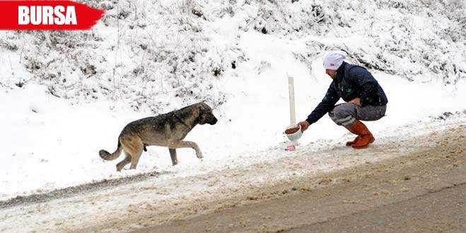 Yaban hayvanları aç kalmadı