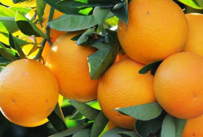 Portakalda % 347,50’lik fiyat farkı