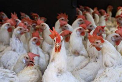 Tavuklar tavuk, balıklar balık eti yemeye devam edecek