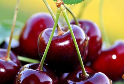 Kiraz üreticilerine Çin müjdesi