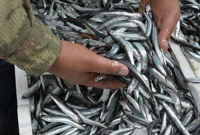 Hamsinin kilogramı 20 liraya çıktı