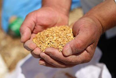 Bursa’da TİGEM’den satılık buğday