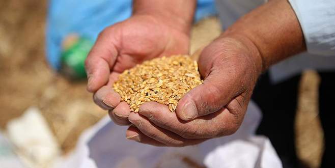 Buğdayda üretim artacak pirinç ve mısırda düşecek