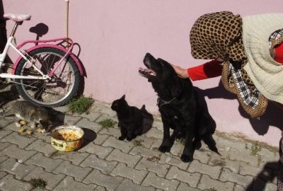 Havran’da Köpek İle Kedilerin Dostluğu Hayran Bıraktı