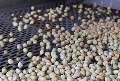 Çinliler fındığı sevdi